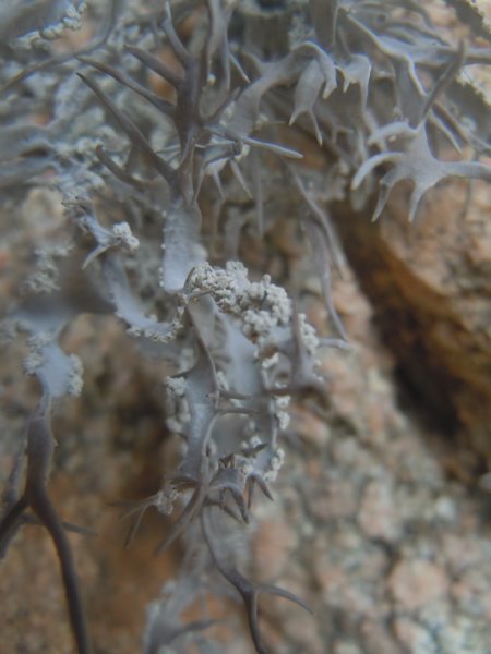 ...Roccella fuciformis?